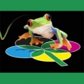 Creative Frog - Graphic Design Nelson